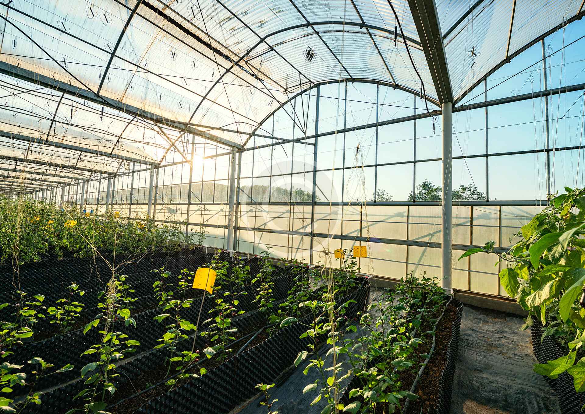 Hydroponic greenhouses