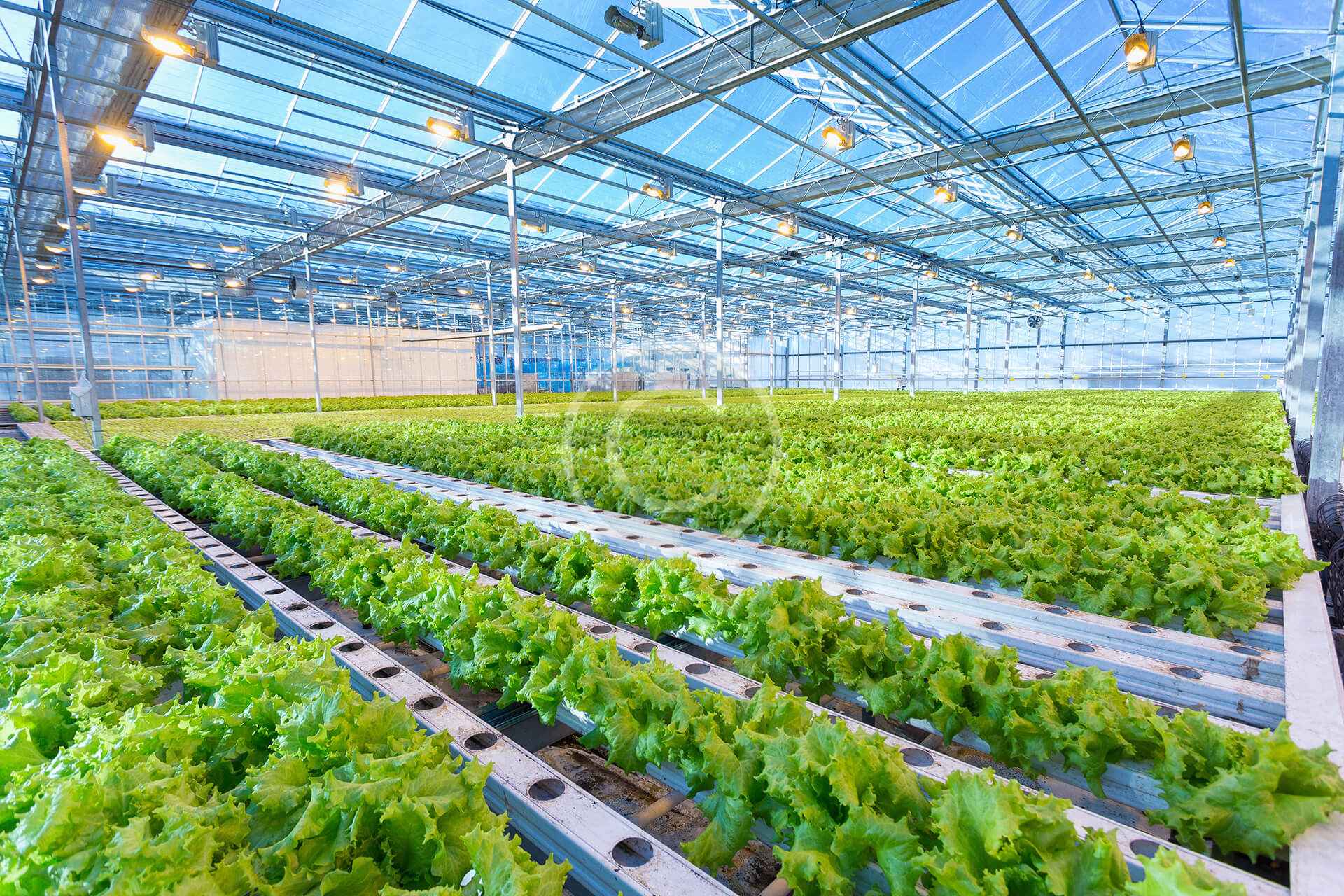 Lettuce farming